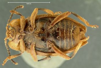 Media type: image;   Entomology 6753 Aspect: habitus ventral view